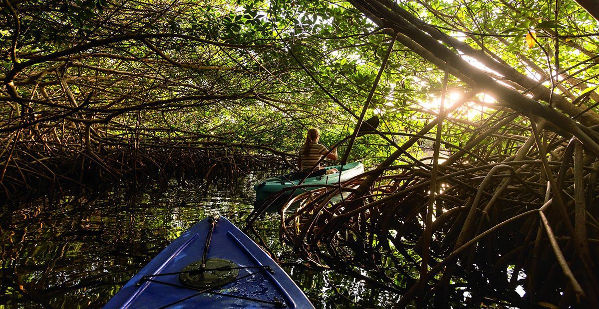 Ritz_mangroves
