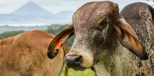Cows in Costa Rica