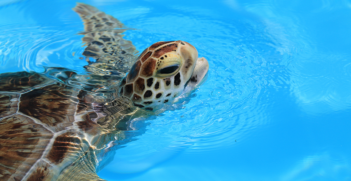 Florida Keys, Florida, United States. A injured sea turtle is ho